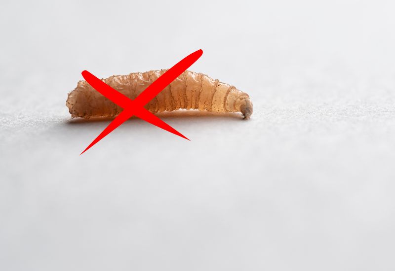 Asticots dans la maison : comprendre les causes et agir sans se tromper